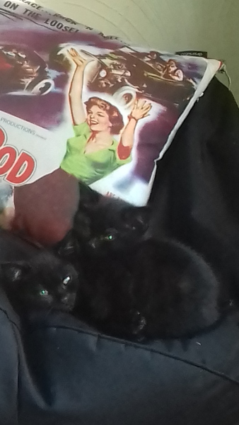 help please. new kittens