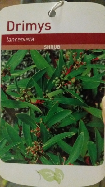 Can I plant this in a large LARGE tub???