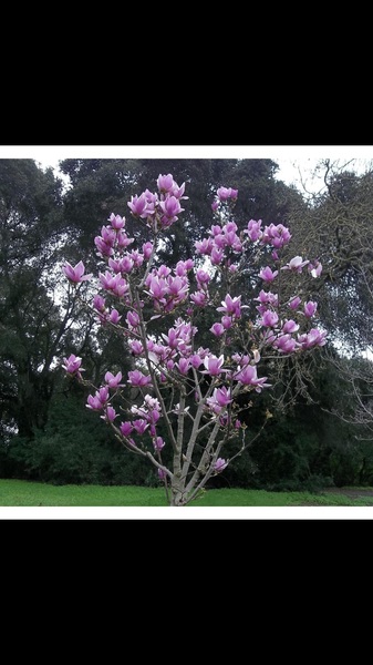 Pink flowering tree/bush
