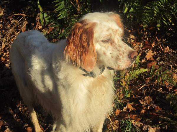 Lost dog louth