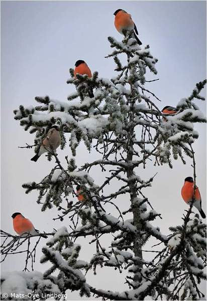 Swagger In  Thread 139 - Yesterday was Halloween, Team A agree that this man can give them the willies any time he likes