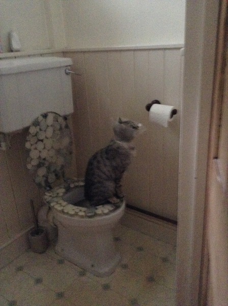 Why do cats want to join you when you're in the bathroom?