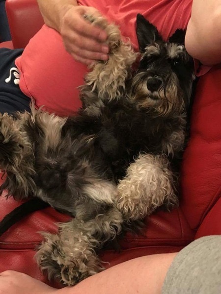 Any Welsh Terrier owners out there? Can you tell me about them please? (Schnauzer as a back up!)