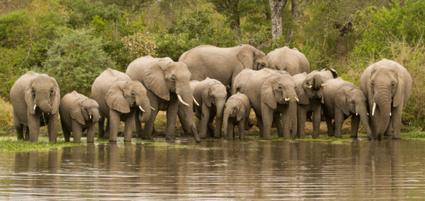 Lacies, elephants, potato-based snacks... Whatever we are, this is our 57th CANCER SUPPORT THREAD