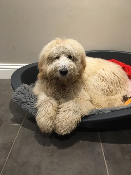 Show me your dogs while I'm waiting for mine!