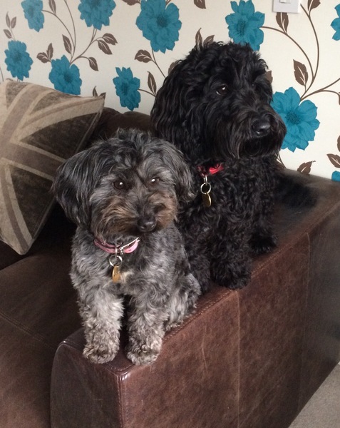 Show me your dogs while I'm waiting for mine!
