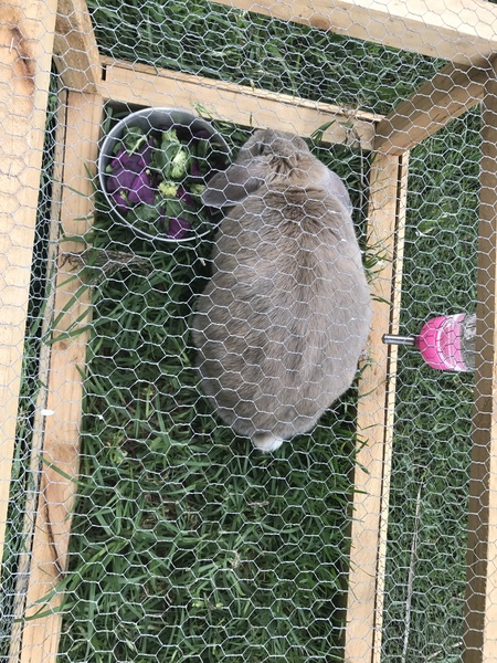 Just taken on a very fat 'dwarf' lop