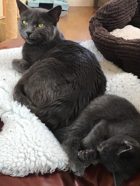 For how long would you leave new kittens?
