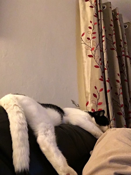 What's your cat doing right now? Pics!