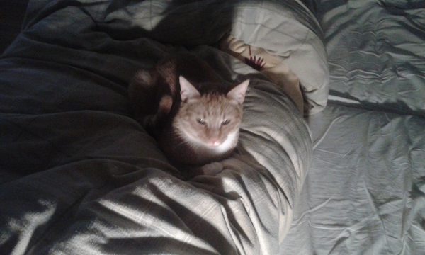 What's your cat doing right now? Pics!