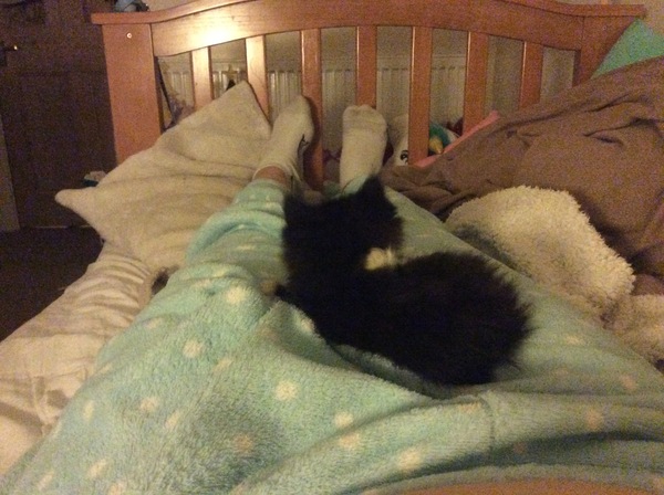 We have accidentally  a 5 weeks old kitten