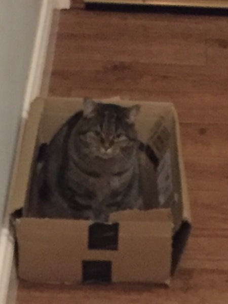 Marvellous Frugaleers - Chatting and saving through November, and into December.