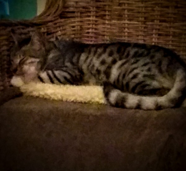 What's your cat doing right now? Pics!