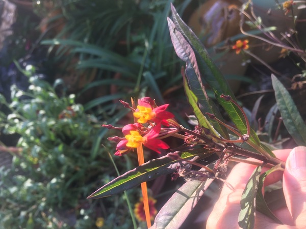 Plant identification please