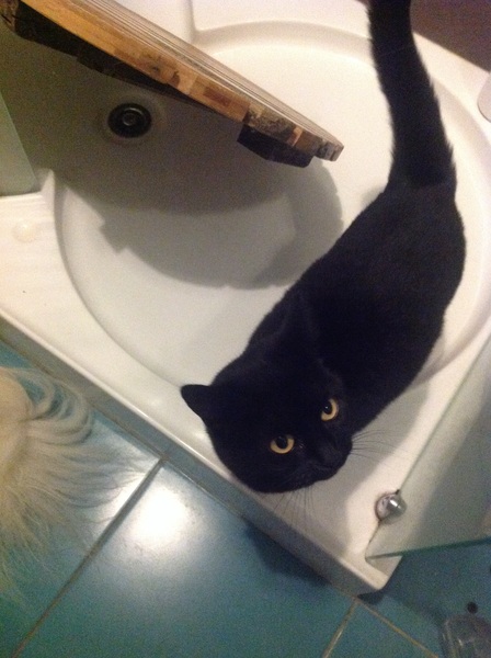 National Black Cat Day