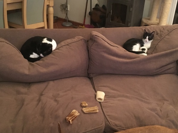 What's your cat doing right now? Pics!