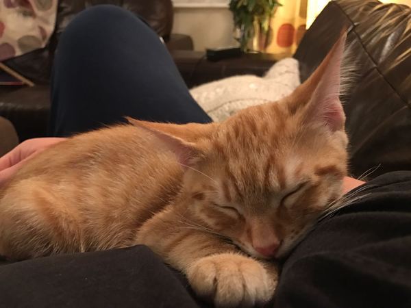 What's your cat doing right now? Pics!