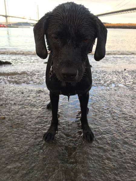 Can you help us pick a breed?