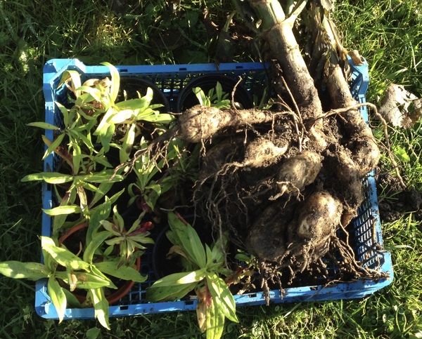Allotment/Veg Patch - Thread 7 - The Harvesters Arms