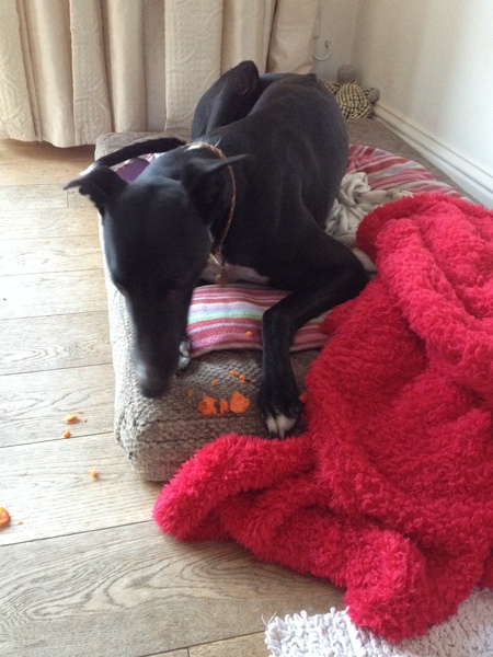 DHound loves carrot - can that do any harm??