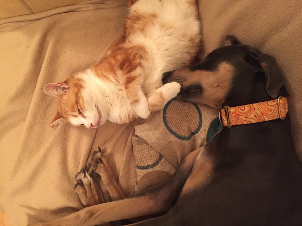 Whippets and lurchers with cats