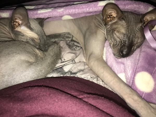 I love my cat so much it hurts. Is this normal?