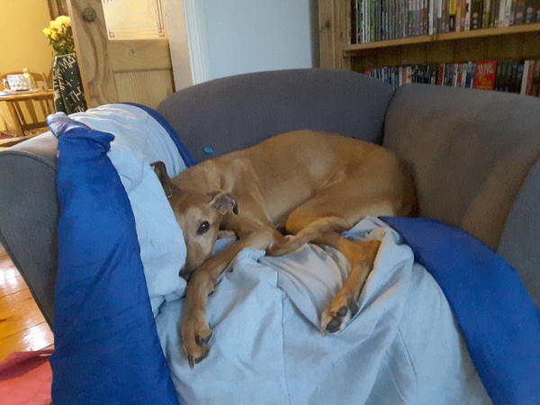 Dogs reaction after death - is this normal?