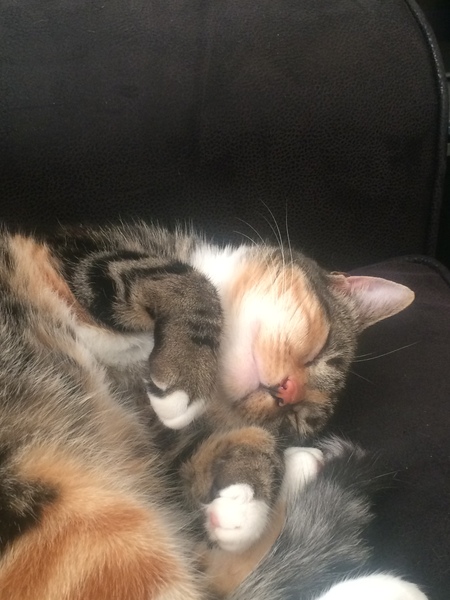 I love my cat so much it hurts. Is this normal?