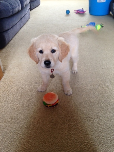 When off lead when it's your first dog?