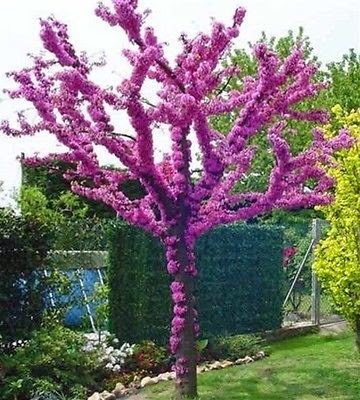 Pink flowering tree/bush