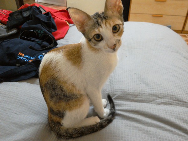 Kittens Trapped/Hiding in Undercarriage of Car