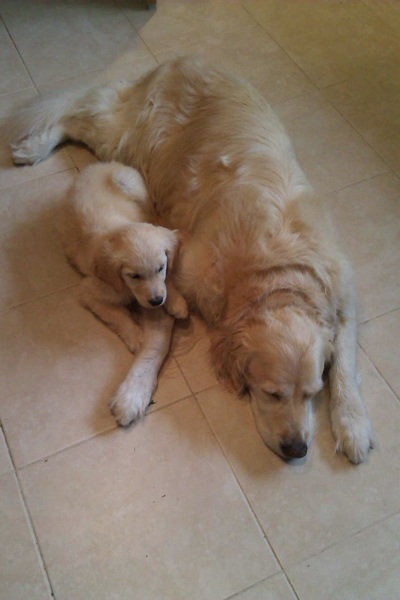 Puppy pictures!!