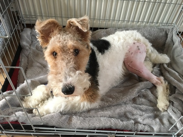 Dog on crate rest- help!
