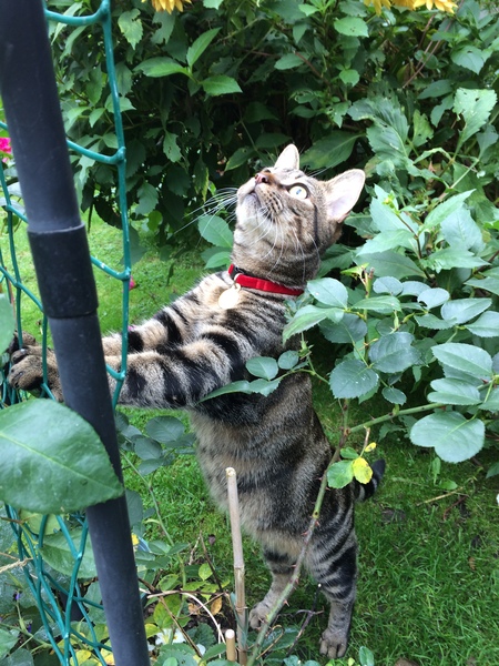 What's your cat doing right now? Pics!
