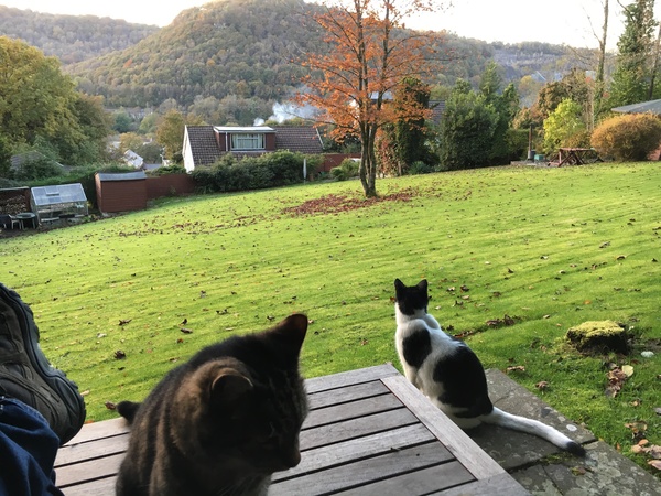 What's your cat doing right now? Pics!