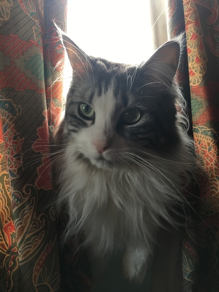 Indoor cat-ragdoll, Maine coon or other?