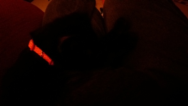 What's your cat doing right now? Pics!