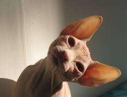 What's all this flipping tinkly laughing?