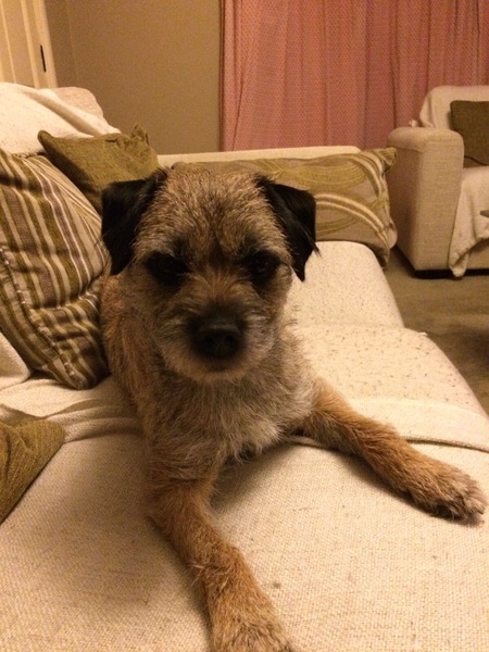 Do we need to go to vet today? Dog's eye is sore suddenly