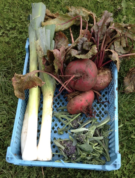 Allotment/Veg Patch - Thread 7 - The Harvesters Arms