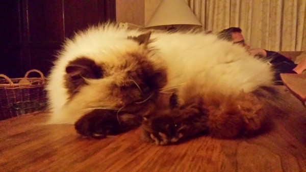 Anyone got Persians? Tell me about them.