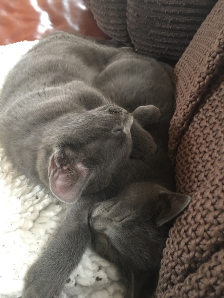 How many cats do you have?