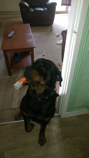 what does your dog do when at home?