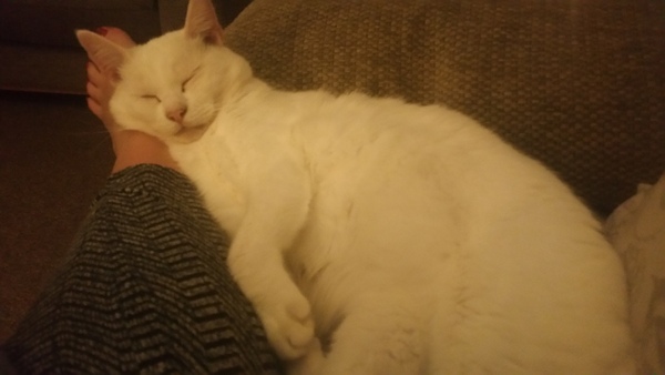 What's your cat doing right now? Pics!