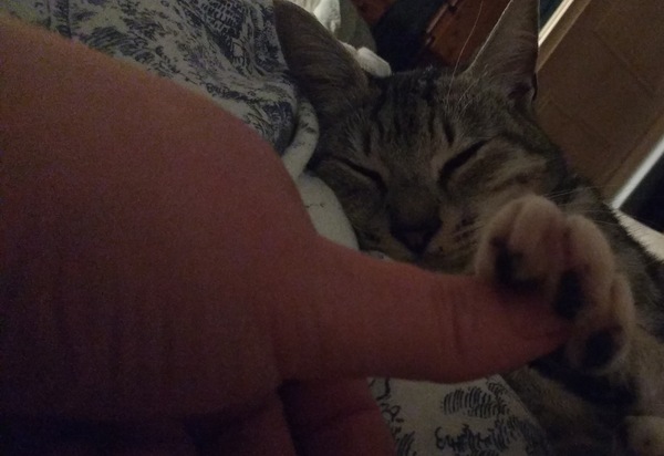 Do you hold hands with your cat?