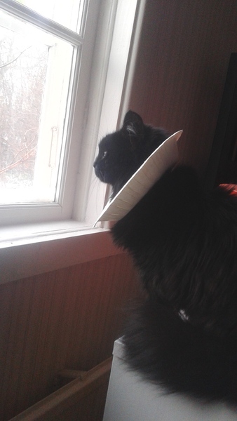 Swagger Inn 140 - Where The Musketeers shout "We've come for your wenches" and The Wenches shout "Okay!"