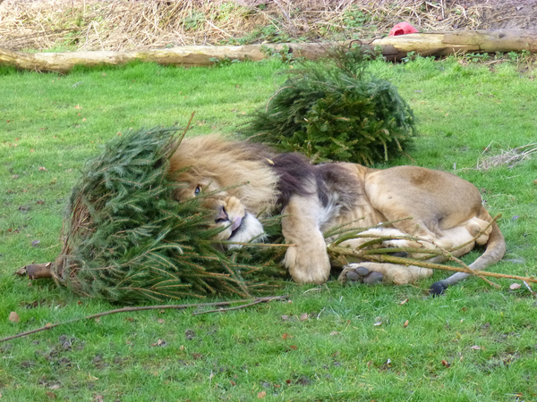 To ask those who have artificial Christmas Trees...why?
