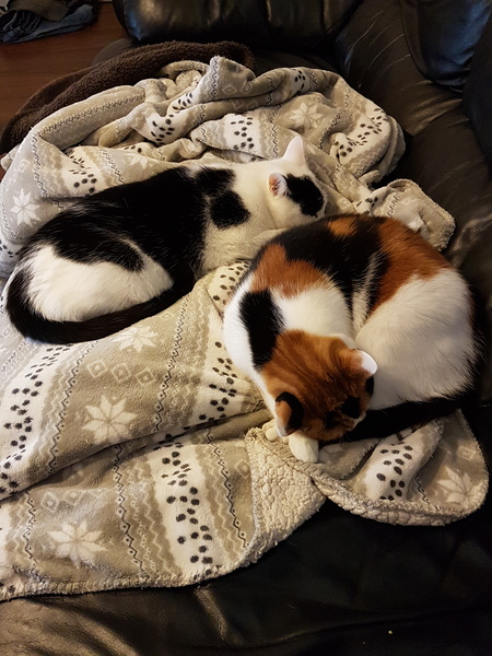 What's your cat doing right now? Pics!