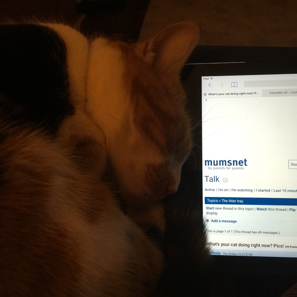 What's your cat doing right now? Pics!