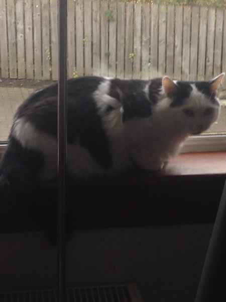First foster cat!!!!!!!!!